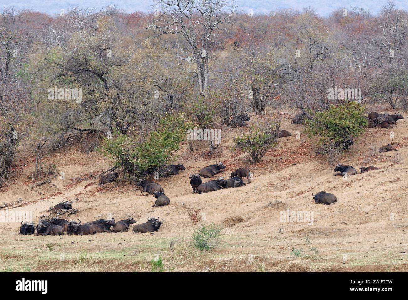 Cape buffaloes (Syncerus caffer caffer), herd resting on the banks of the Olifants River, Kruger National Park, South Africa, Africa Stock Photo