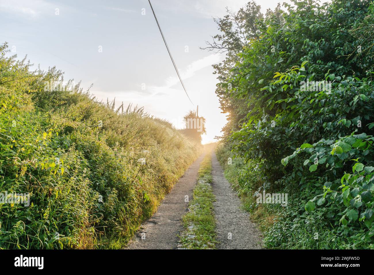 Hollow path leading towards the intense light of a summer morning Stock Photo