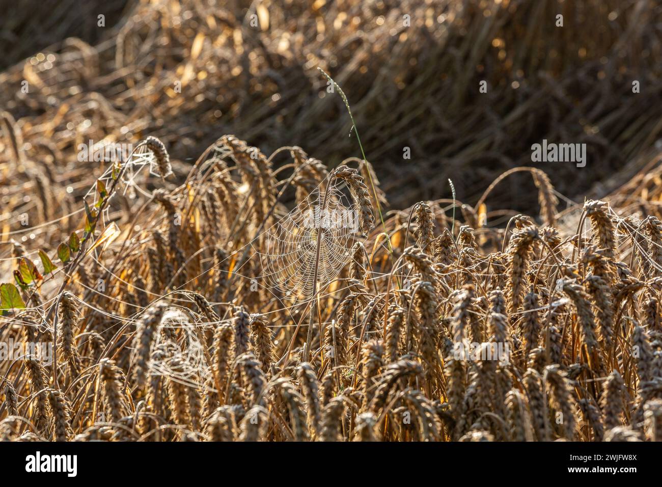 Dewy cobwebs among ears of ripe wheat on a summer morning Stock Photo