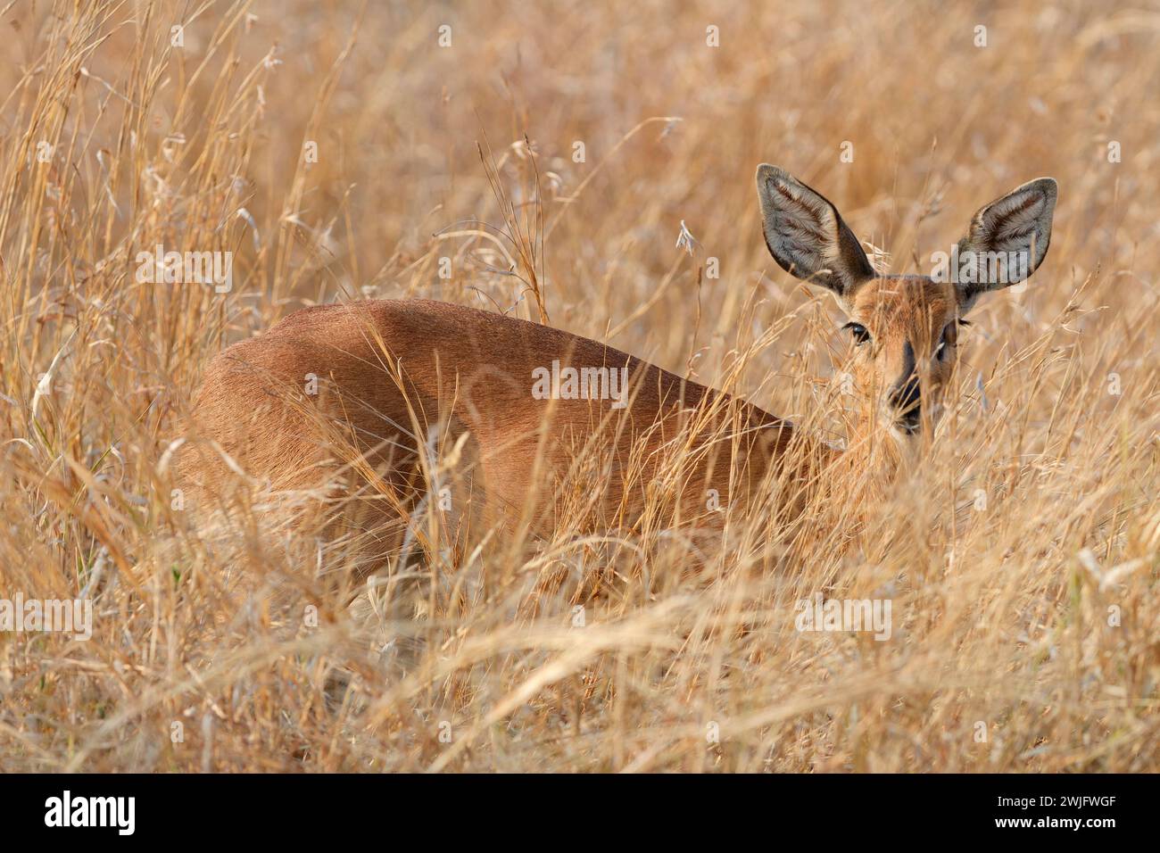 Steenbok (Raphicerus campestris), adult female standing in tall dry grass, looking at camera, alert, Kruger National Park, South Africa, Africa Stock Photo