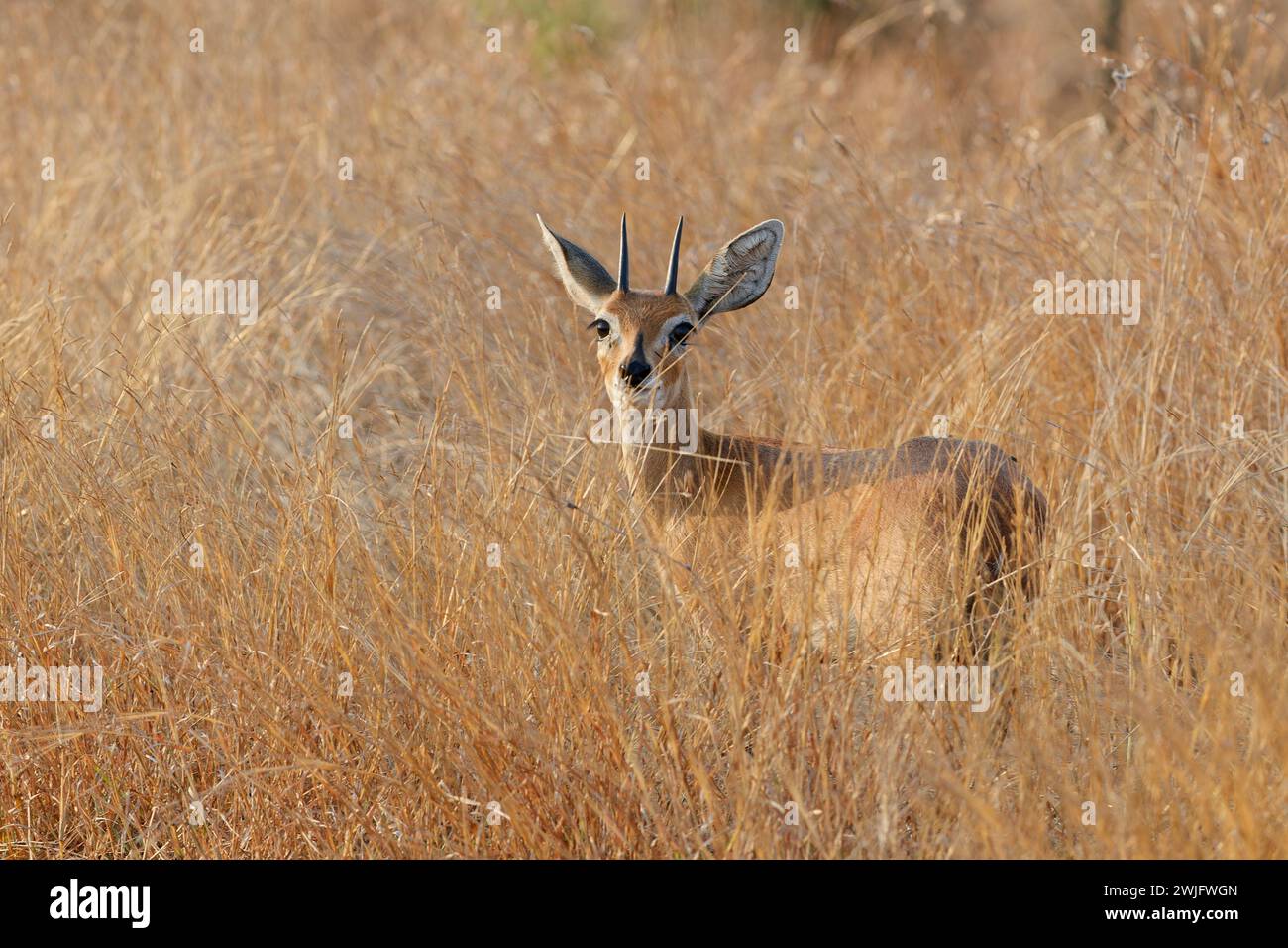 Steenbok (Raphicerus campestris), adult male standing in tall dry grass, looking at camera, alert, Kruger National Park, South Africa, Africa Stock Photo