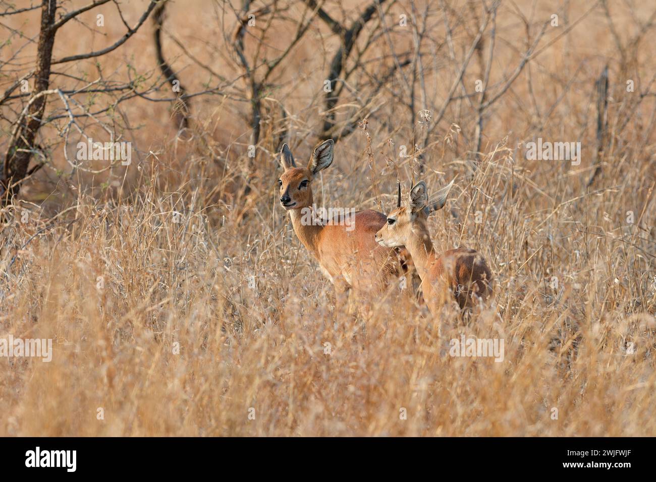 Steenboks (Raphicerus campestris), adults, male and female, standing in tall dry grass, alert, Kruger National Park, South Africa, Africa Stock Photo