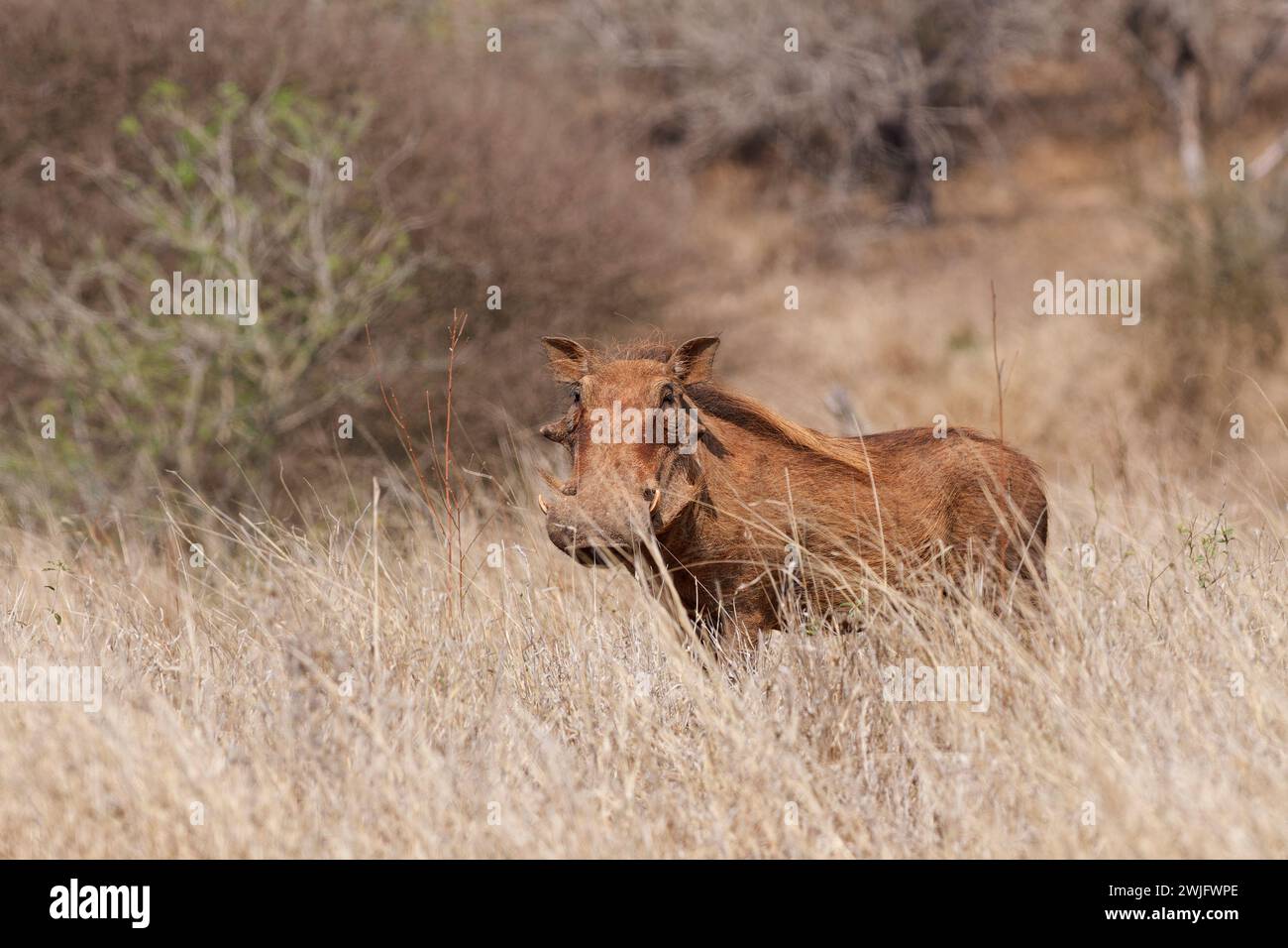 Common warthog (Phacochoerus africanus), adult male standing in tall dry grass, looking at camera, alert, Kruger National Park, South Africa, Africa Stock Photo