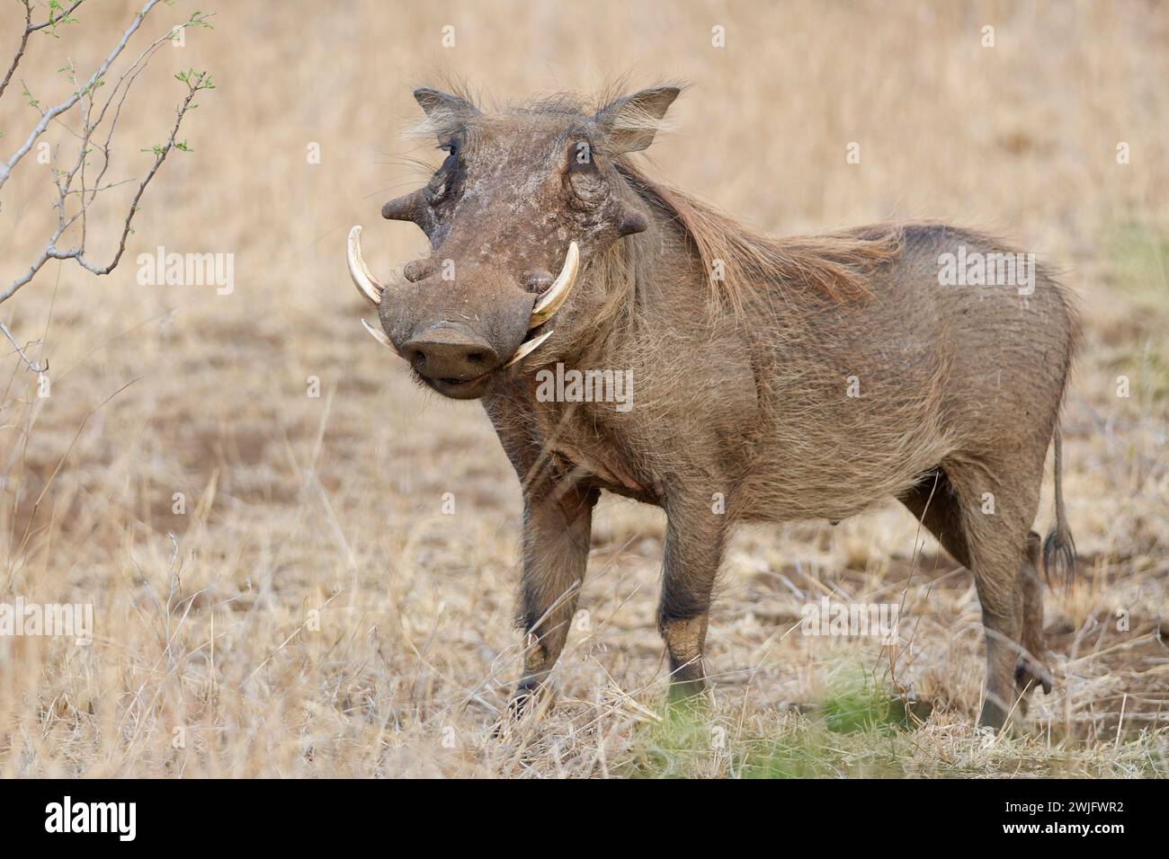 Southern warthog (Phacochoerus africanus sundevallii), adult male in dry grassland looking at camera, animal portrait, Kruger NP, South Africa, Africa Stock Photo