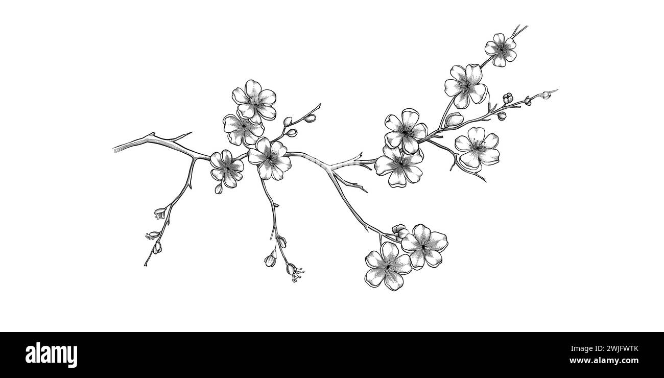 Branch tree vector illustration summer clipart autumn clipart nature forest, Background cherry blossom spring flower Japan, Branch of blooming sakura Stock Vector