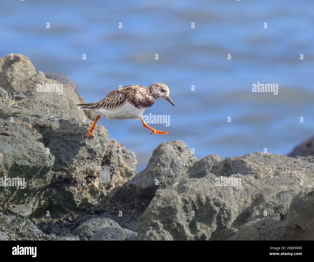 A ruddy turnstone, Arenaria interpres, in non-breeding plumage, striding a step forward one foot in the air on a stony shore, Fuerteventura, Canaries Stock Photo