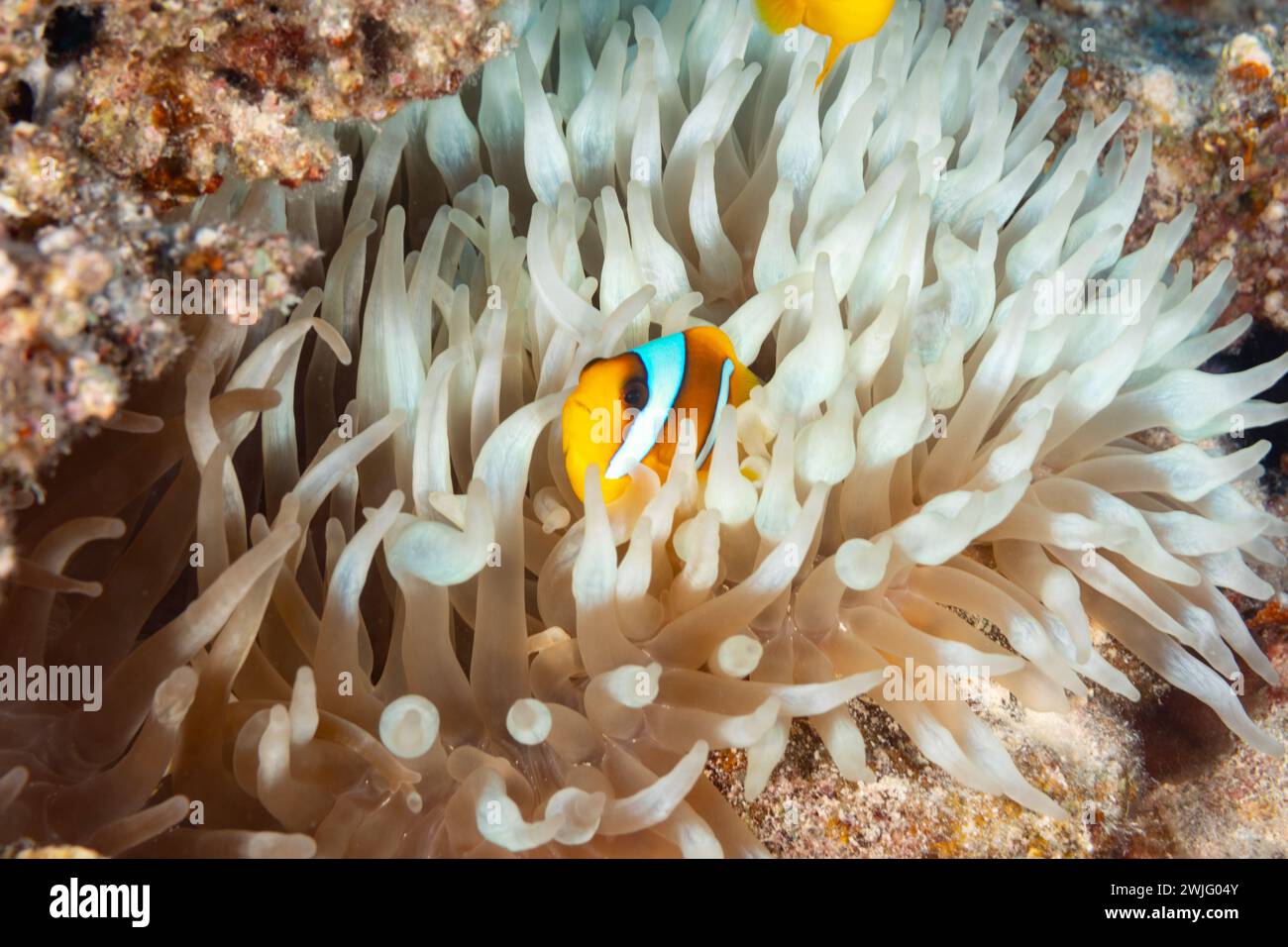 Clown Anemone Fish, amphiprion ocellaris, hides in white Sea Anemone, actiniaria, with long tentacles on coral reef Stock Photo