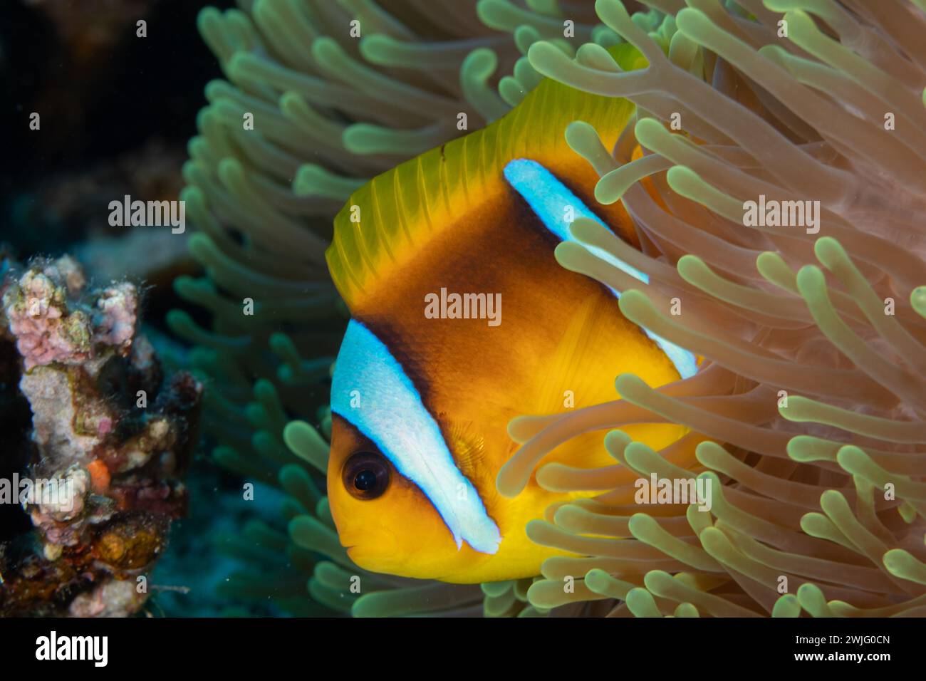 Clown Anemone Fish, amphiprion ocellaris, hides in colorful yellow Sea Anemone, actiniaria, with long tentacles on coral reef Stock Photo