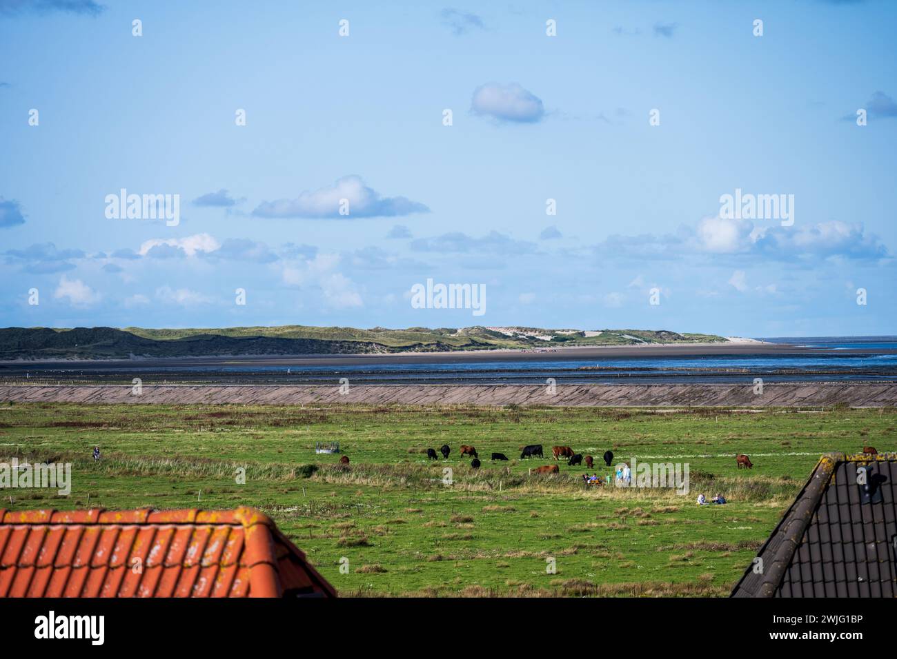 Insel Amrum Blick über die Salzwiesen mit Kühen und Spaziergängern und Sanddünen im Hintergund bei Niedrigwasser Stock Photo