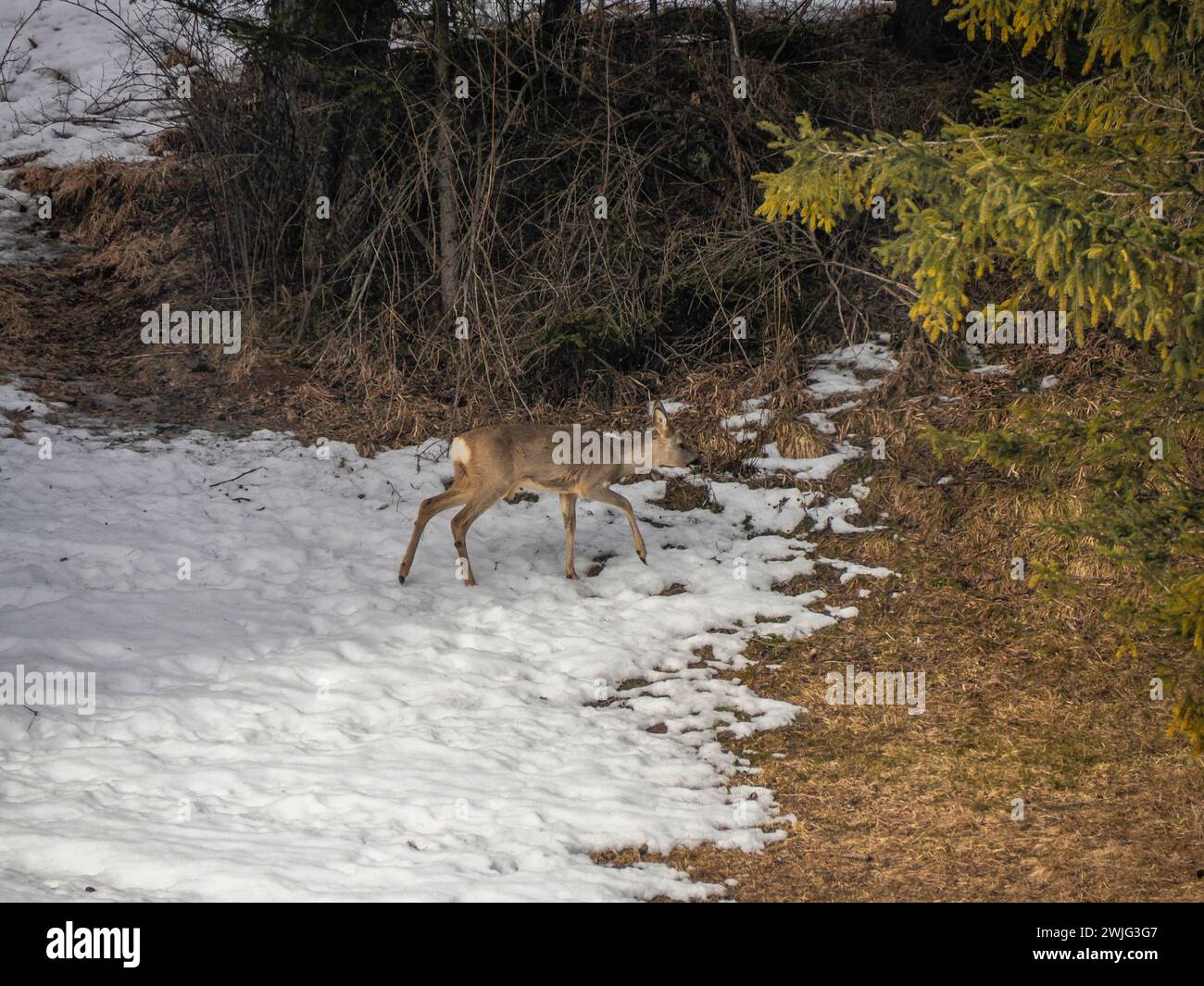 A young roe deer looking for food in the snow winter panorama landscape ...