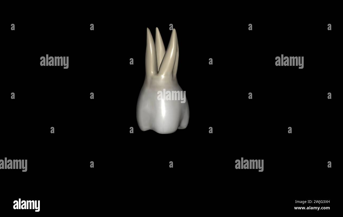 The first maxillary molar is the only tooth of the maxillary molars 3d illustration Stock Photo