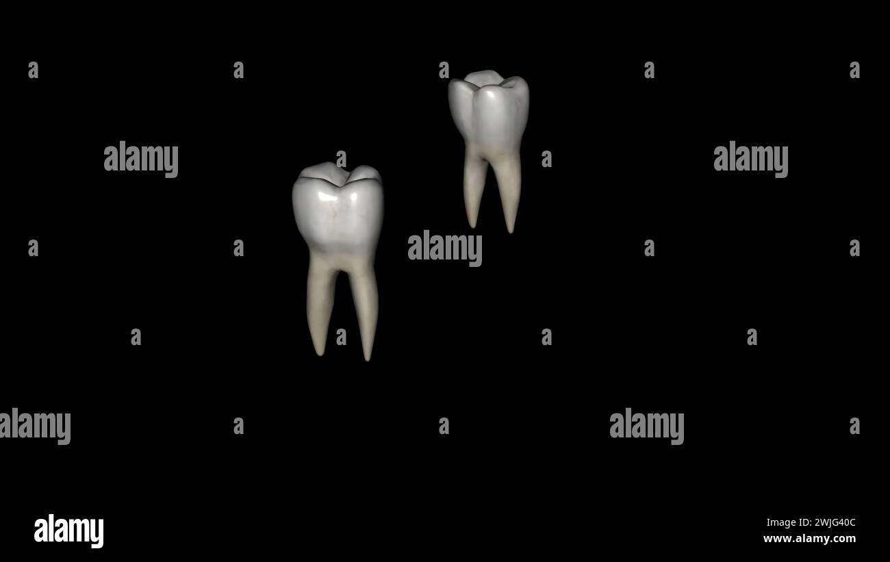 The mandibular first molar usually has two roots, a mesial and a distal3d illustration Stock Photo