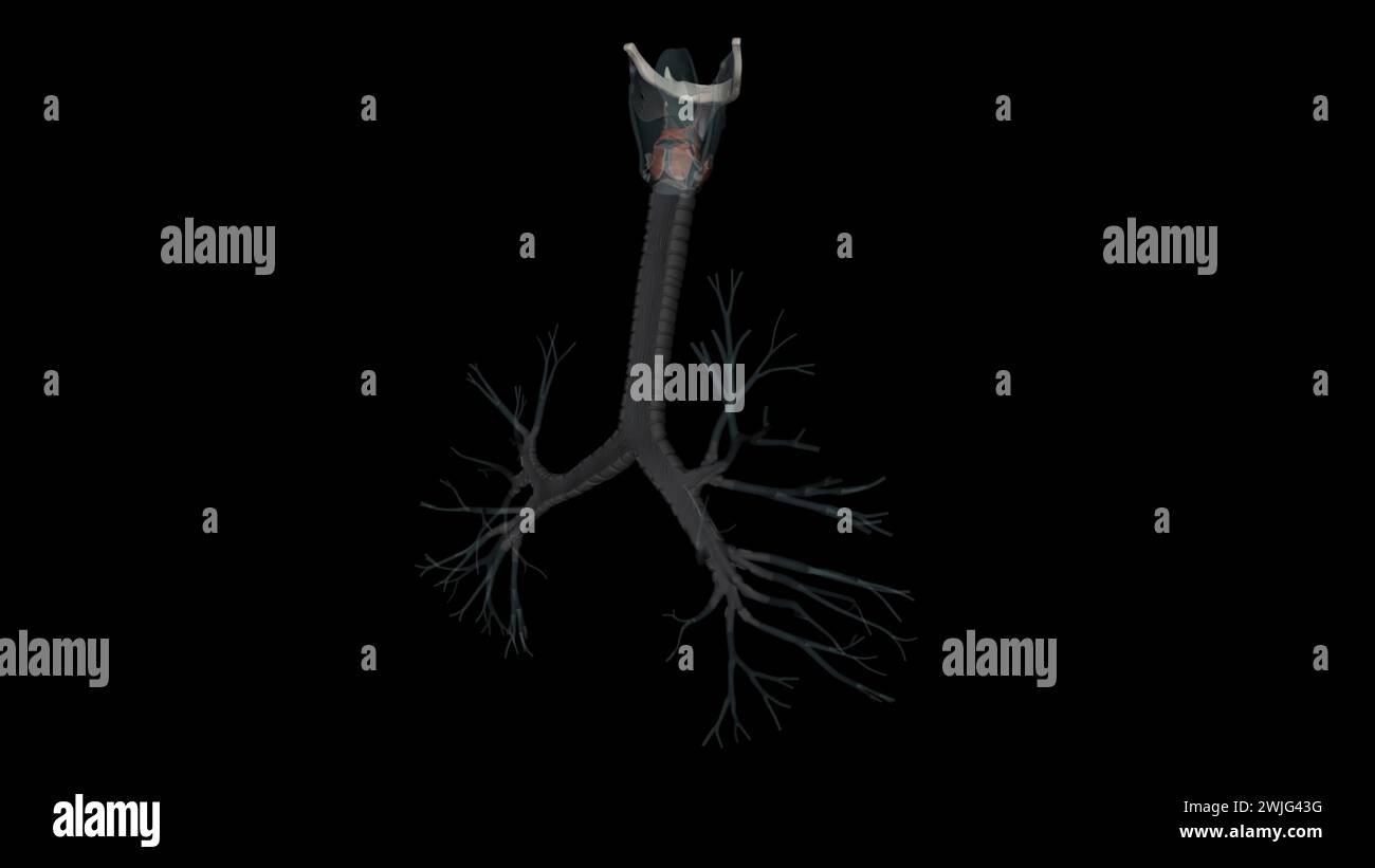 The trachea is the long tube that connects your larynx (voice box) to your bronchi 3d