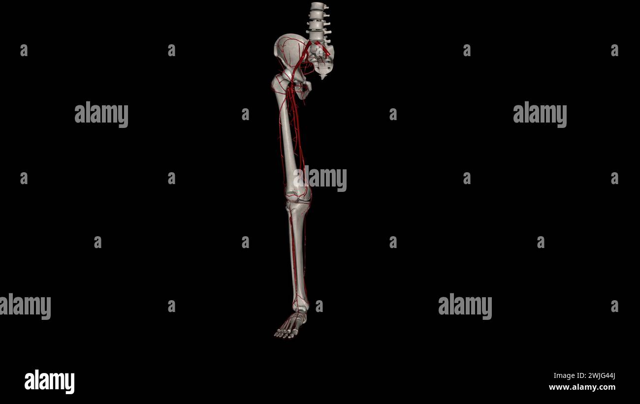 The bony pelvis and lower limbs receive their vascular supply from the distal continuations of the right and left common iliac arteries 3d illustratio Stock Photo