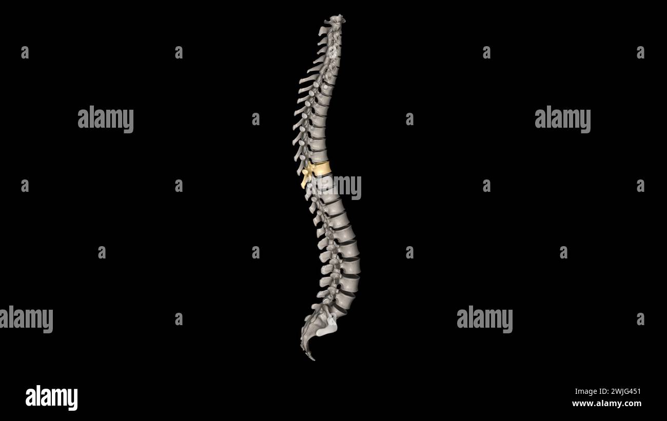 Thoracic Vertebral, T8 Twelve vertebrae are located in the thoracic spine and are numbered T-1 to T-12 3d illustration Stock Photo