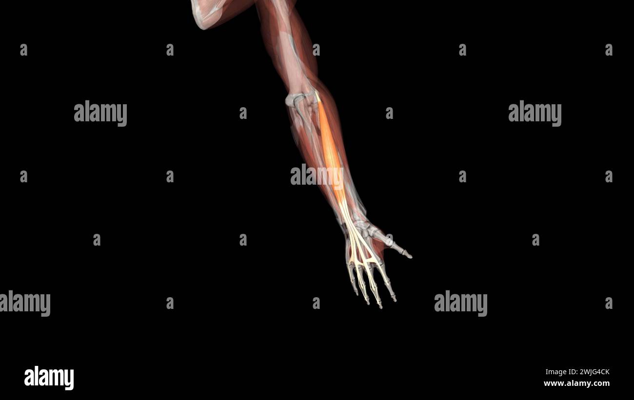 The dorsal interossei muscles are short bipennate intrinsic muscles of the hand . Stock Photo
