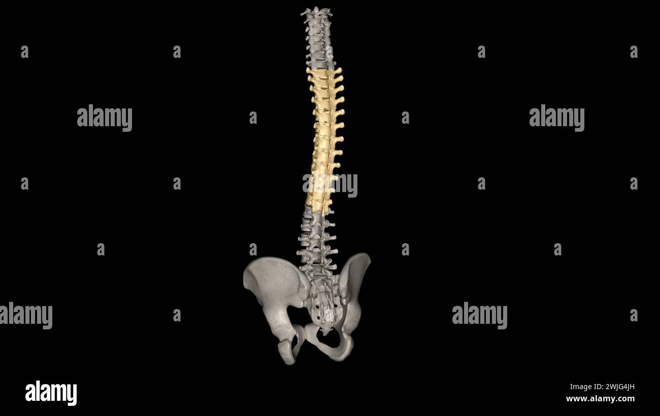 In vertebrates, thoracic vertebrae compose the middle segment of the vertebral column, between the cervical vertebrae and the lumbar vertebrae 3d illu Stock Photo