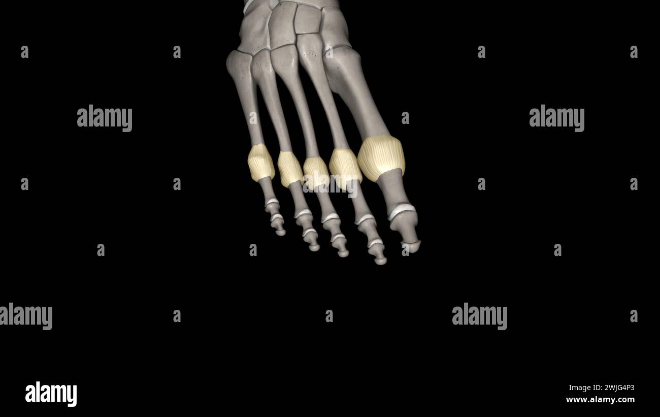 Metatarsophalangeal joint capsule 3d medical Stock Photo