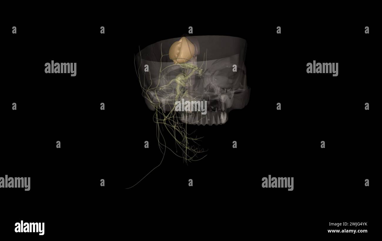 Caudate nucleus, Putamen 3d medical Stock Photo