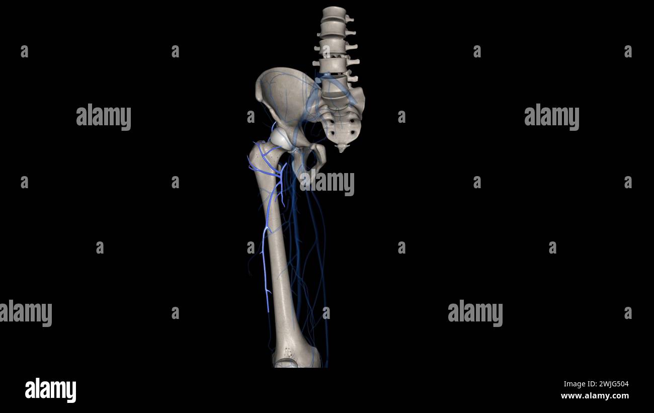Lateral circumflex femoral artery 3d illustration Stock Photo Alamy