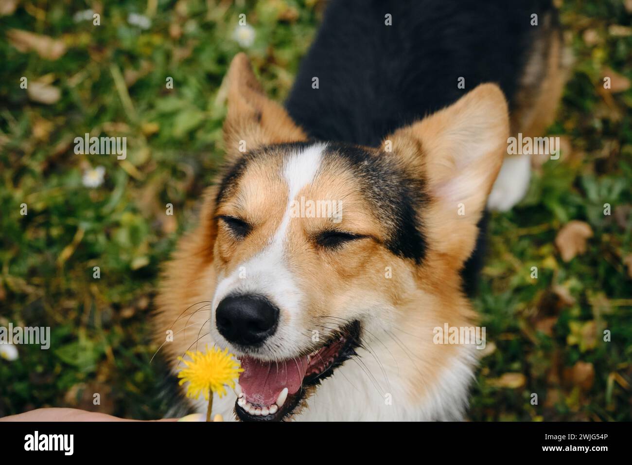 Welsh corgi Pembroke Tricolor walks in the park in early spring. Female pet owner holds a yellow dandelion in her hands and gives the dog a sniff of t Stock Photo