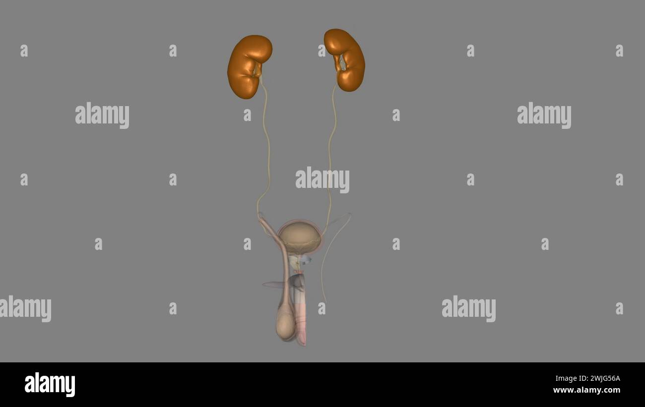 The kidneys are two beanshaped organs that filter your blood3d