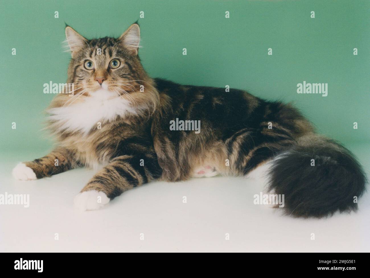Maine Coon Brown Tabby & White Stock Photo
