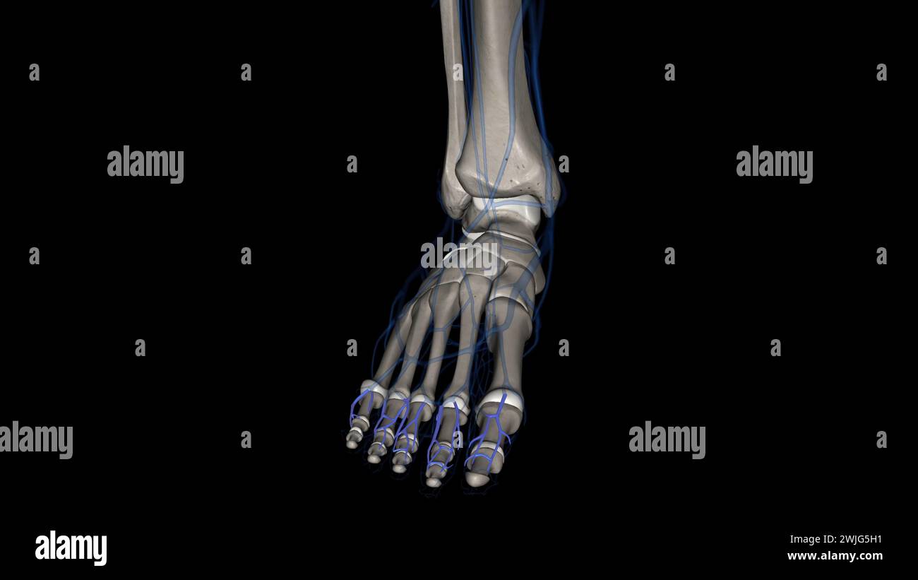 The dorsal digital arteries of the foot supply freshly oxygenated blood to the toes 3d illustration Stock Photo