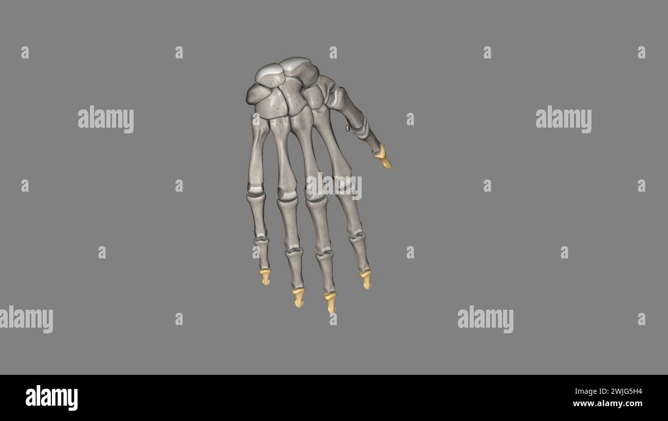 The thumb distal phalanx is a short bone with a rounded tuft at the end ...