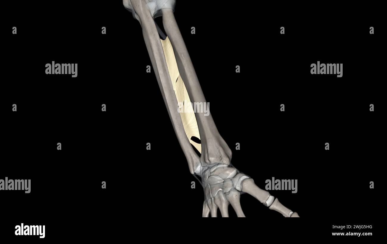 Interosseous membrane of the forearm 3d illustration Stock Photo Alamy