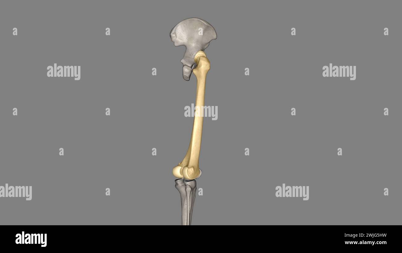 The femur is your thigh bone 3d illustration Stock Photo Alamy