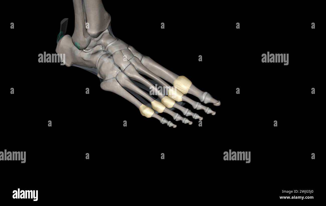 Metatarsophalangeal joint capsule 3d medical Stock Photo