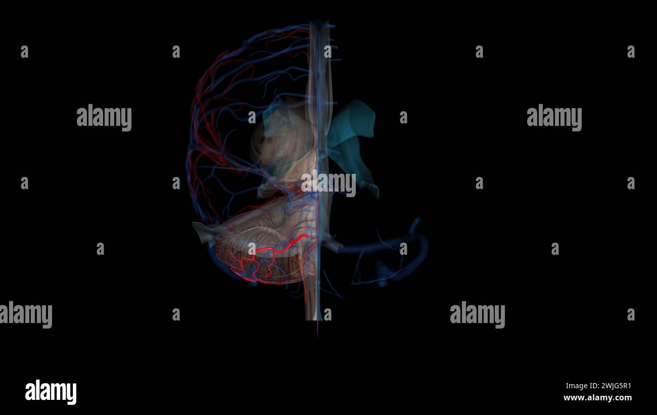 Anterior inferior cerebellar artery 3d illustration Stock Photo