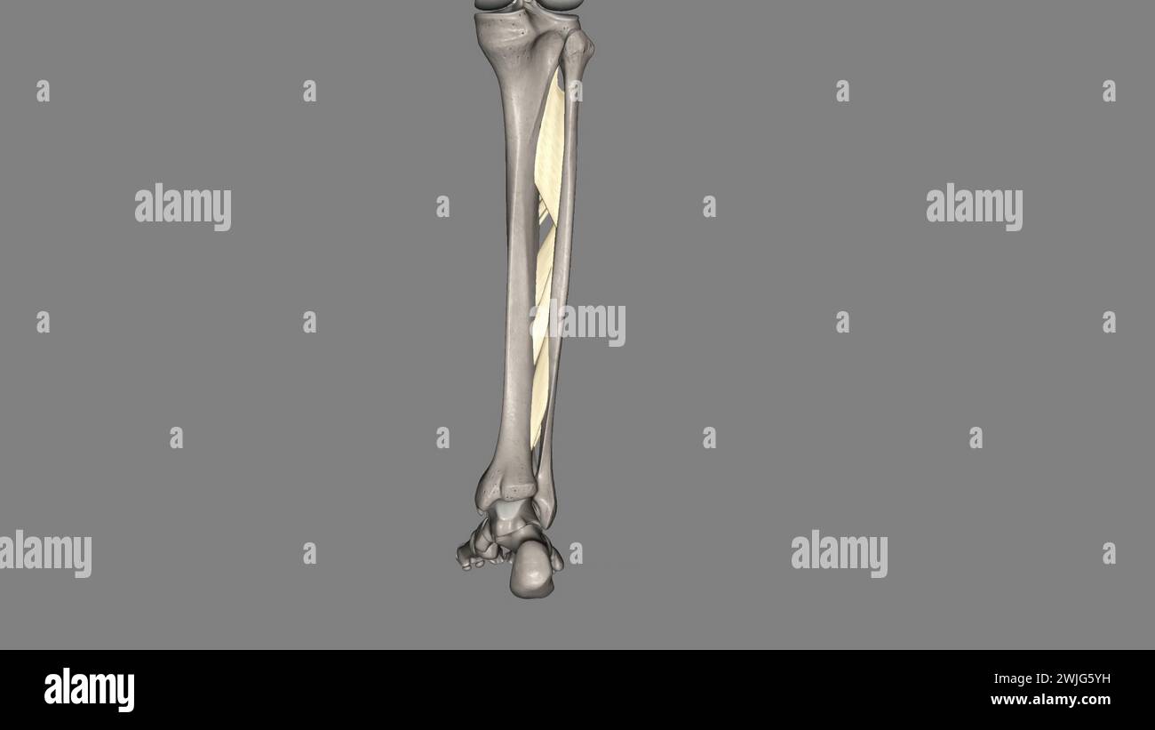 Interosseous membrane of the leg hi-res stock photography and images ...