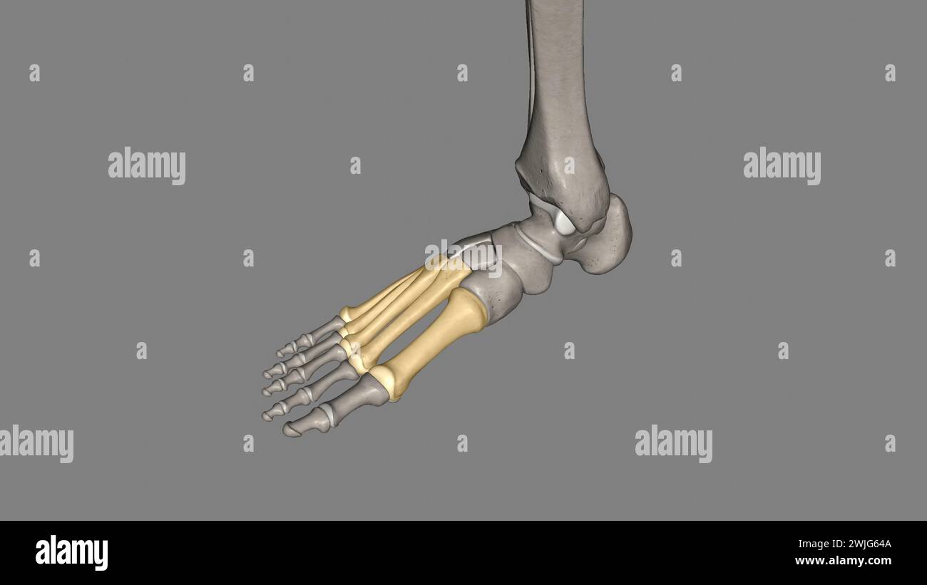 The metatarsal bones are the bones of the forefoot that connect the distal aspects of the cuneiform 3d illustration Stock Photo