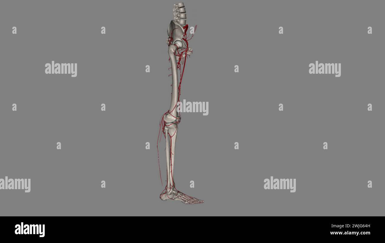 The bony pelvis and lower limbs receive their vascular supply from the distal continuations of the right and left common iliac arteries 3d illustratio Stock Photo