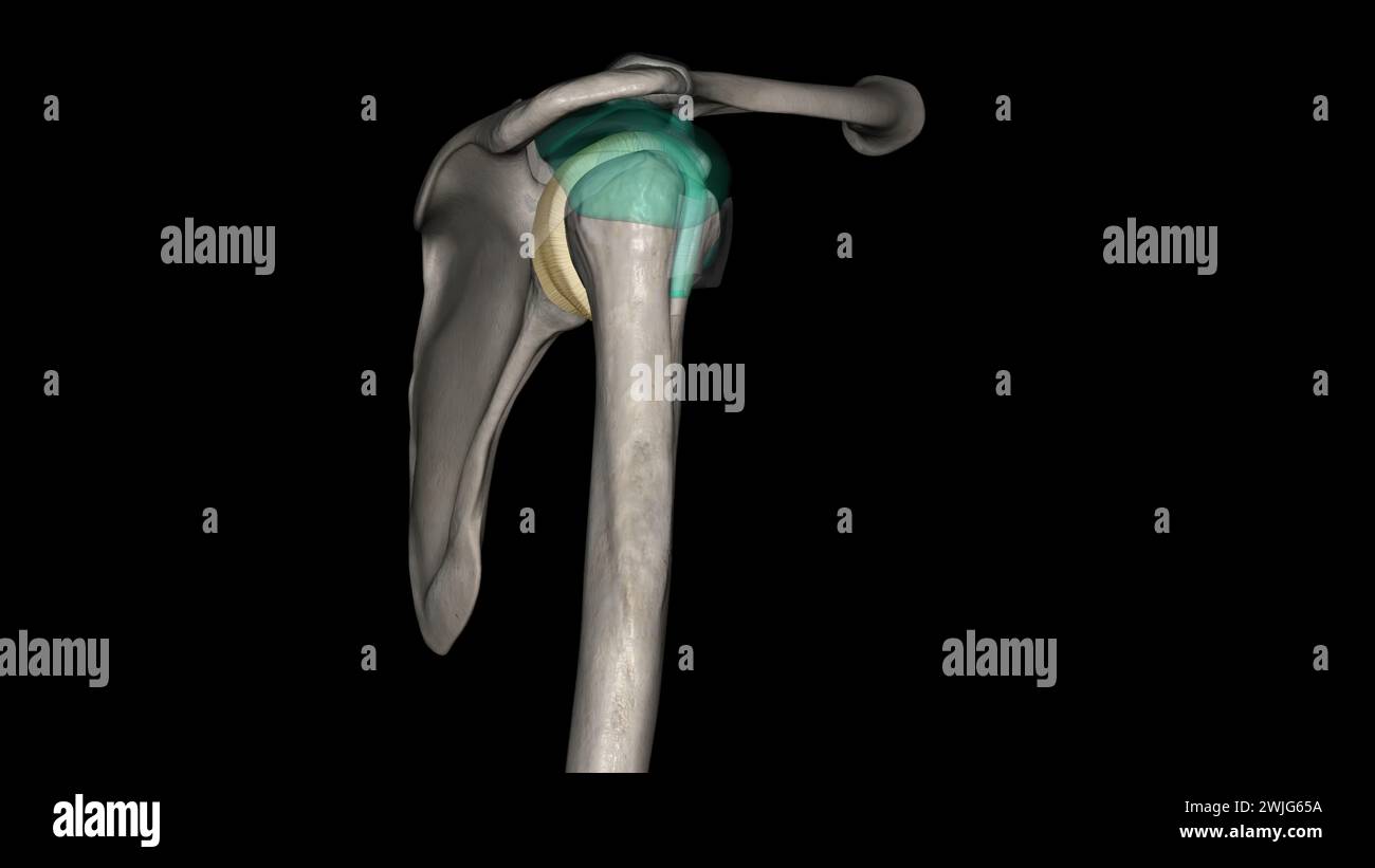 Joint capsule of the glenohumeral joint 3d illustration Stock Photo