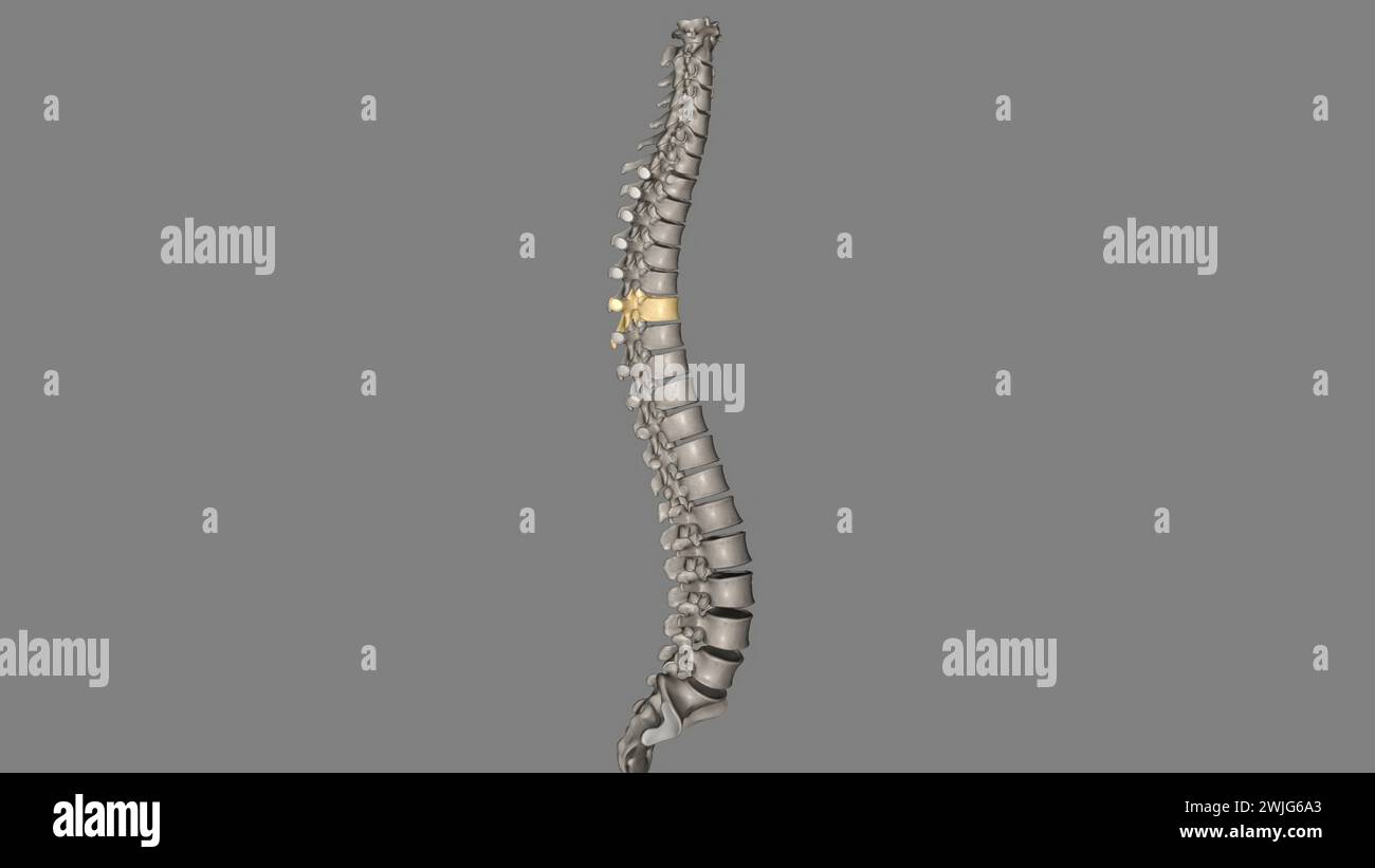 Twelve vertebrae are located in the thoracic spine and are numbered T-1 to T-12 T6 3d illustration Stock Photo