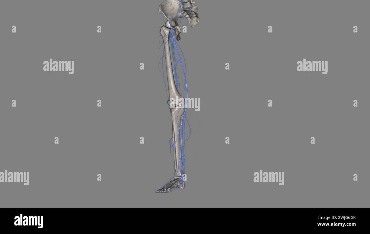 great saphenous vein and small saphenous vein are superficial veins in