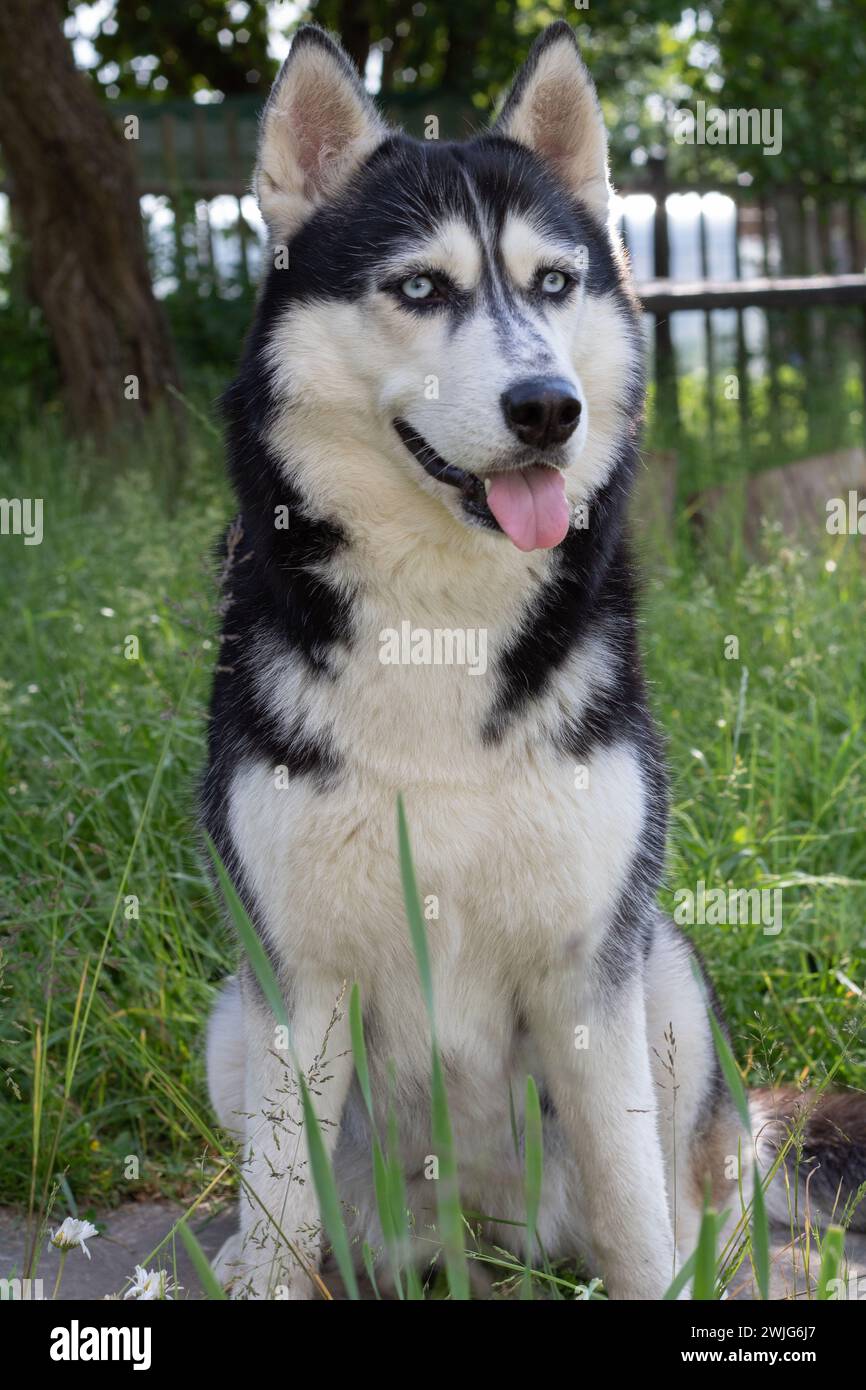 Siberian husky, dog, pet, canine, photography, tongue, looking, walk, green, young, eye, pedigree, park, portrait, outdoor, breed, mammal, cute, natur Stock Photo