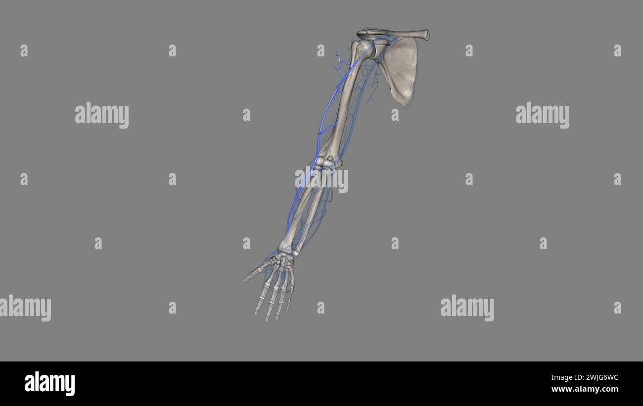 The cephalic vein is a superficial vein of the upper limb and it's one of the two main veins of the arm3d illustration 3d illustration Stock Photo