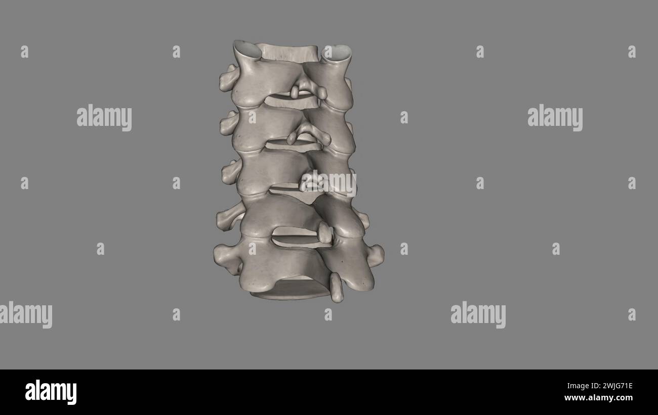 The cervical spine (neck region) consists of seven bones (C1-C7 vertebrae), which are separated from one another by intervertebral discs 3d illustrati Stock Photo