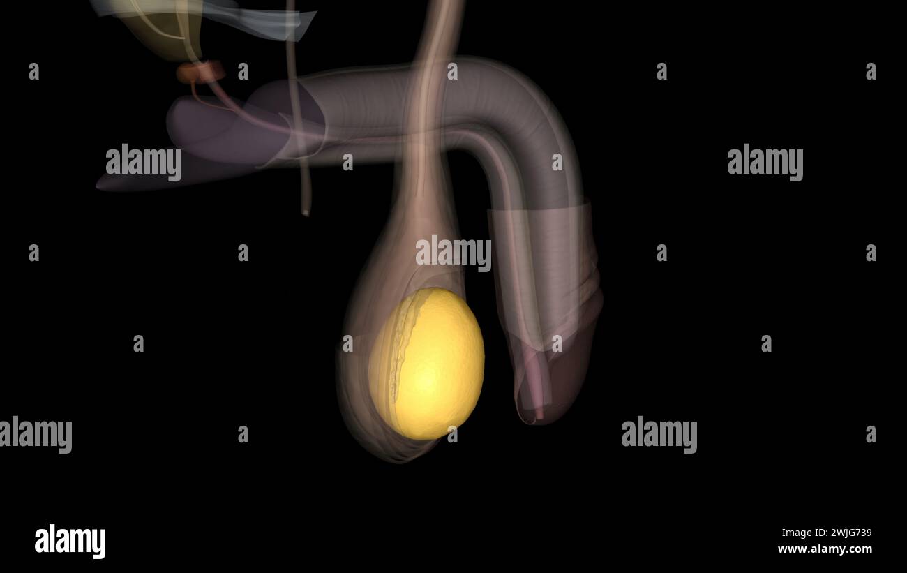 The tunica vaginalis (TV) represents the investing serosal covering of the testis3d illustration Stock Photo