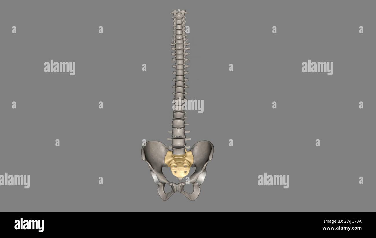 The sacrum is the triangular bone just below the lumbar vertebrae 3d illustration Stock Photo