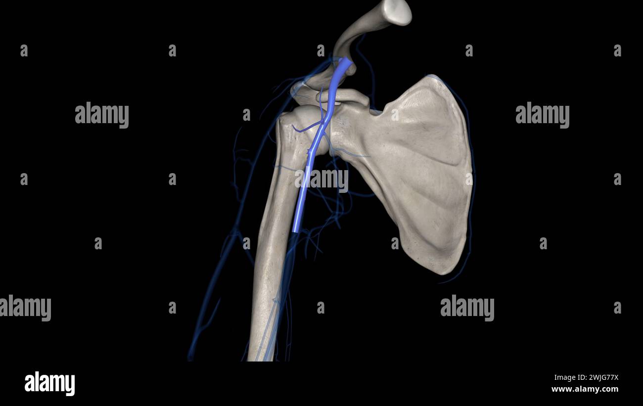 The axillary vein is a deep vein of the upper limb that is formed by
