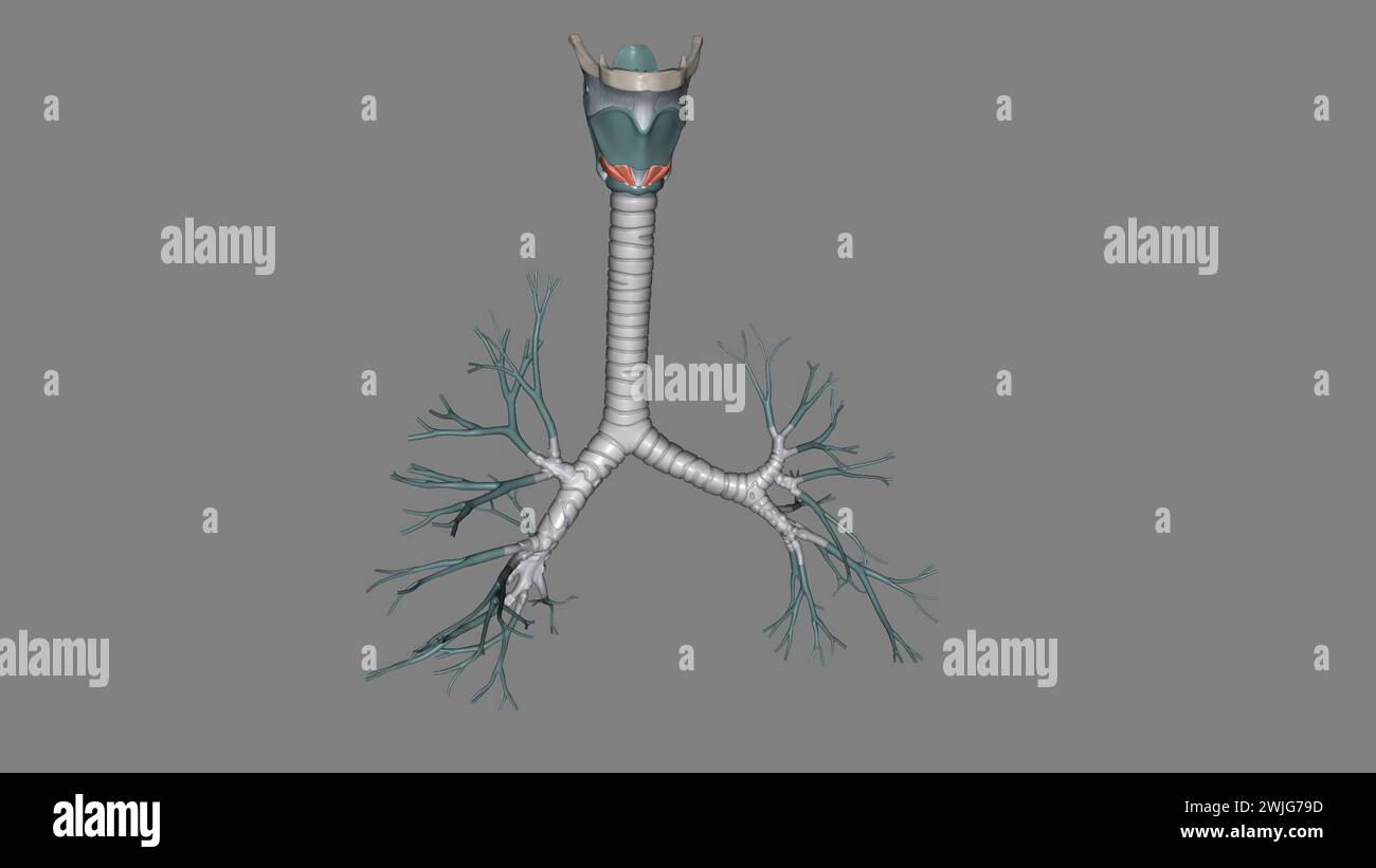 The trachea is the long tube that connects your larynx (voice box) to your bronchi 3d