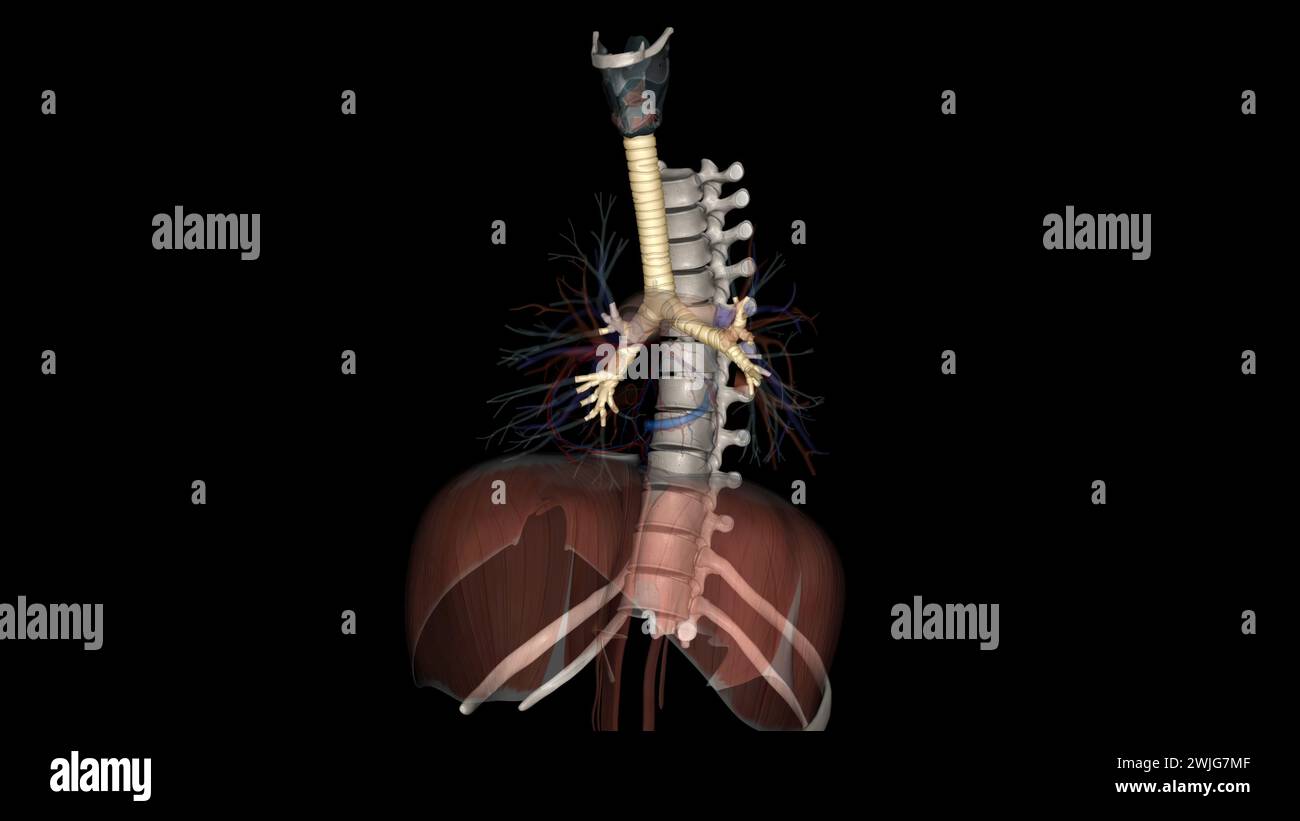 Trachea, in vertebrates and invertebrates, a tube or system of tubes