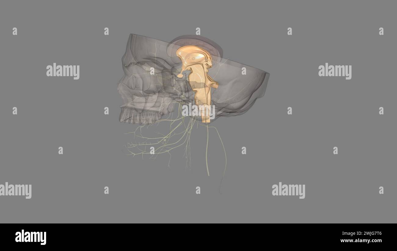 Brain cells spinal cord hi-res stock photography and images - Alamy