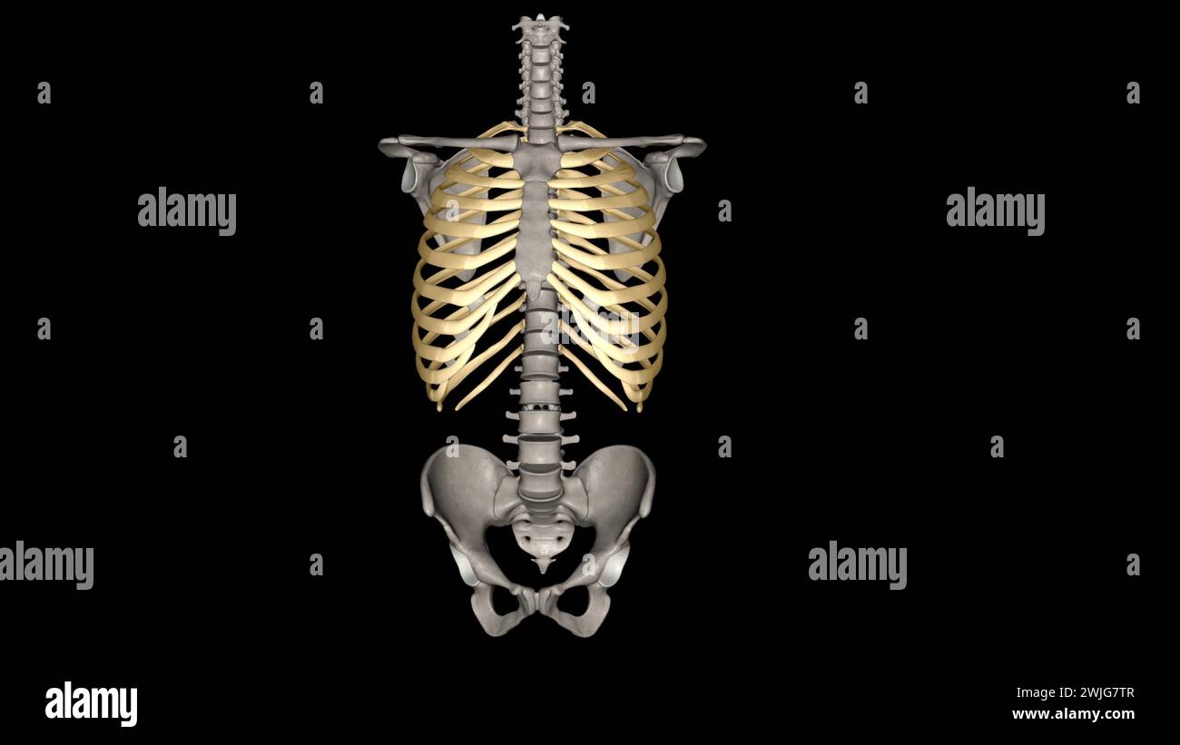 Human ribs are flat bones that form part of the rib cage to help