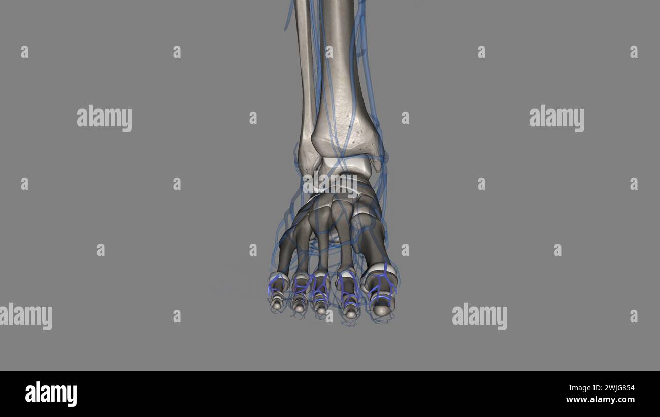 The dorsal digital arteries of the foot supply freshly oxygenated blood to the toes 3d illustration Stock Photo